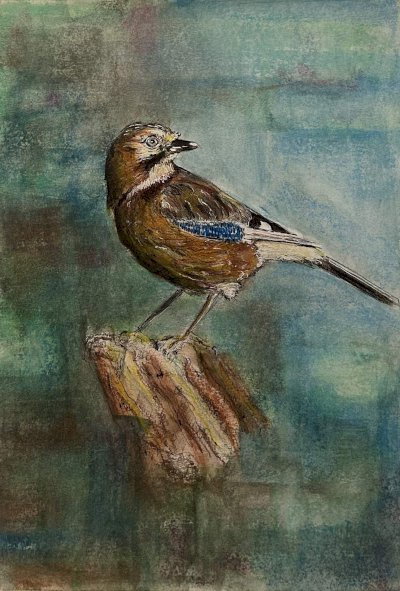 TheBlueJay_(1)