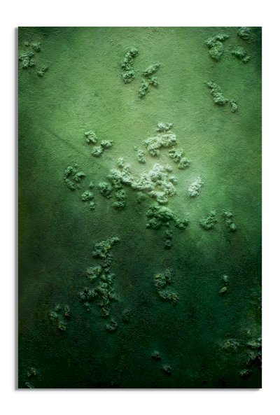 Rainforest of the Sea